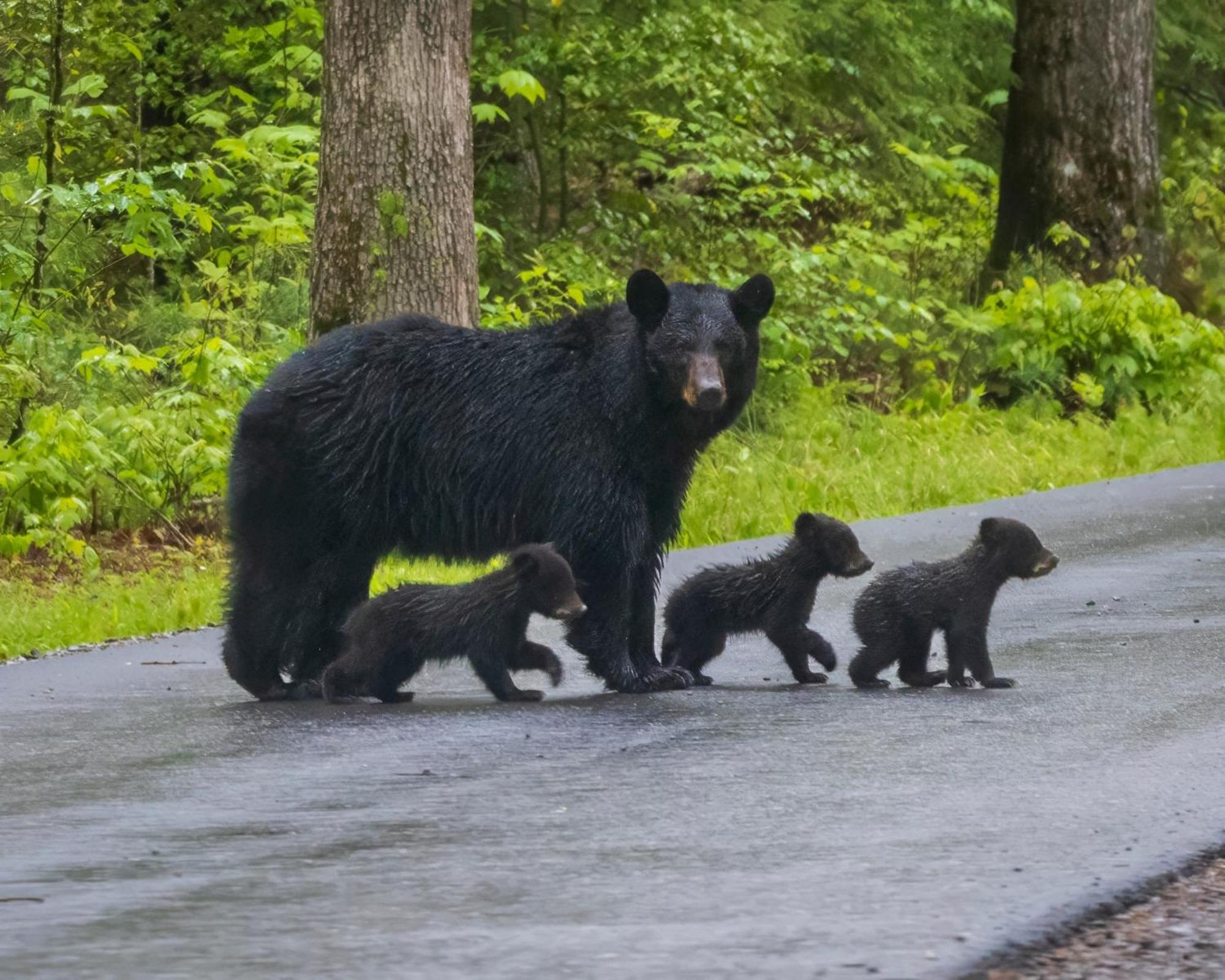 Bear Den, Hot Tub, 1089 Of Free Attraction Tickets For Each Paid Day, Dollywood And More! سيفيرفيل المظهر الخارجي الصورة